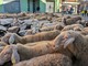 No alla transumanza: ordinanza del sindaco di Bellino per impedire il passaggio di 700 pecore