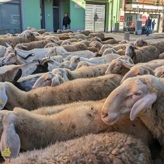 No alla transumanza: ordinanza del sindaco di Bellino per impedire il passaggio di 700 pecore