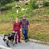 Pecore e capre a Cuneo per pulire le ripe e il parco fluviale