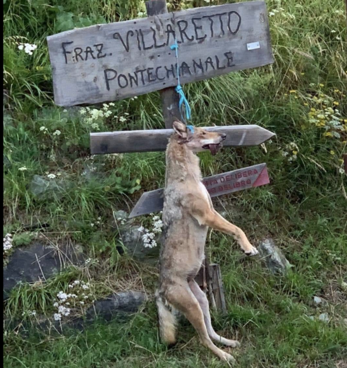 Lupo impiccato a Pontechianale: la Lega Nazionale per la Difesa del Cane pronta a sporgere denuncia