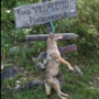 Carcassa di lupo ritrovata impiccata in frazione Villaretto di Pontechianale