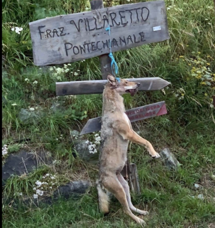 Lupo impiccato a Pontechianale, non sarebbe reato: in Procura a Cuneo la denunica contro ignoti