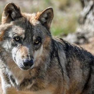 'Attenti al lupo e agli altri animali': serata informativa a Castagnito