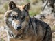 'Attenti al lupo e agli altri animali': serata informativa a Castagnito