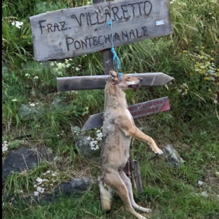 Lupo impiccato a Pontechianale, non sarebbe reato: in Procura a Cuneo la denunica contro ignoti