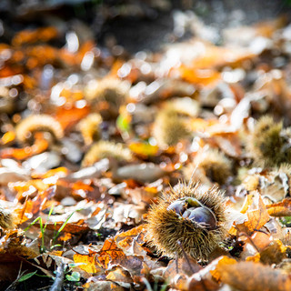 Roccasparvera, torna il mercato delle castagne in valle Stura