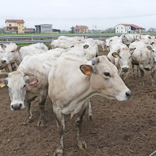 Qualità dell'aria, Confagricoltura:  “Cresce l’attenzione della Regione, ma c’è ancora molto da fare”