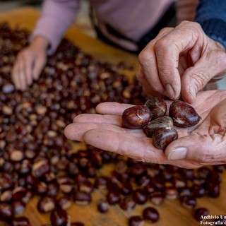 Castagne, Confagricoltura Cuneo: “Annata da dimenticare, ma i prezzi tengono”