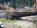Il grande albero caduto in corso Bra ad Alba