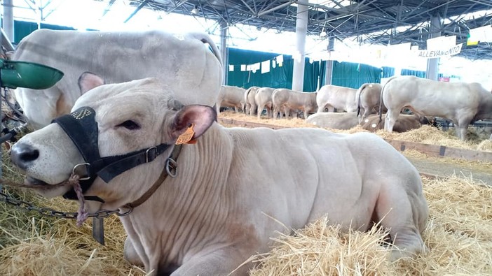 Il piano triennale di Miac dice addio al mercato bovino “alla vecchia maniera&quot;