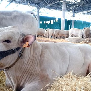 Il piano triennale di Miac dice addio al mercato bovino “alla vecchia maniera&quot;