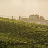 Le colline del Moscato