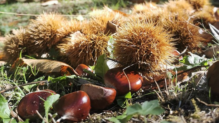 Valdieri, la Sagra del Garun il 5 e 6 ottobre