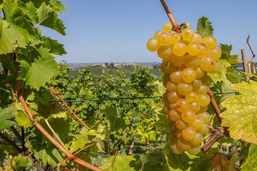 Un'estate all'insegna del Moscato: continua il tour dell’Asti Docg e del Moscato d’Asti Docg nelle principali piazze piemontesi