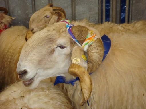 La Blue Tongue cancella la tradizionale mostra di ovini da 27 anni di scena a Roaschia