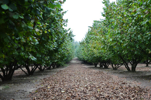 Nocciole in estate: che stagione sarà? (Foto corilanga.it)