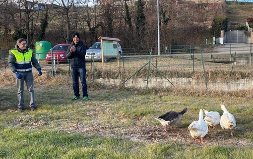 Per il Natale le oche di Magliano Alfieri son tornate a casa [FOTO E VIDEO]