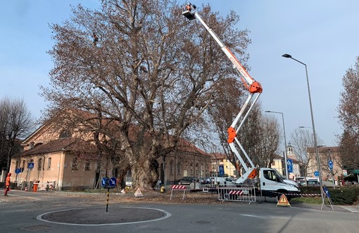 Potature stagionali a Savigliano