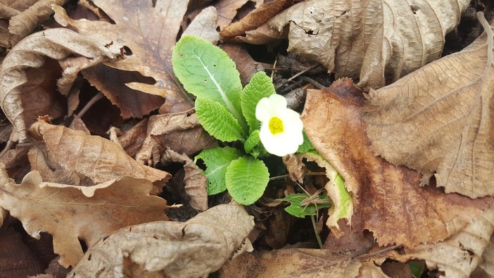 Sorpresa in Langa: una primula che fa (quasi) primavera