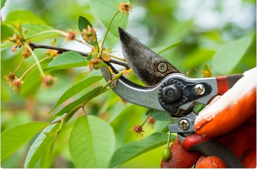 Il Comizio Agrario organizza il &quot;Seminario di potatura&quot;