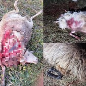 Nuovo attacco di lupi nel Monregalese: predato un gregge a Villanova Mondovì