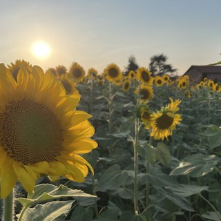 A Farigliano migliaia di visitatori per ammirare la splendida fioritura dei girasoli [FOTO E VIDEO]