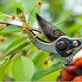 Il Comizio Agrario organizza il &quot;Seminario di potatura&quot;