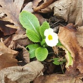 Sorpresa in Langa: una primula che fa (quasi) primavera