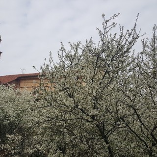 Ciao inverno, benvenuta primavera! Viole, magnolie, forsizia… finalmente è tutto un fiore