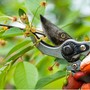 Il Comizio Agrario organizza il &quot;Seminario di potatura&quot;