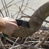 Lavori sul verde pubblico e vegetazione, l'Amministrazione comunale: “Ceva più bella e più sicura”