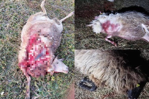 Nuovo attacco di lupi nel Monregalese: predato un gregge a Villanova Mondovì