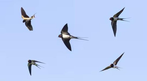 Arriva la primavera: la Lipu di Cuneo propone l'iniziativa &quot;Aspettando le rondini&quot;