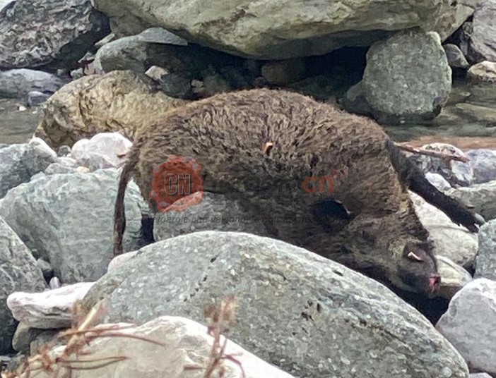 Carcassa di cinghiale nel letto del fiume Corsaglia a Frabosa Soprana