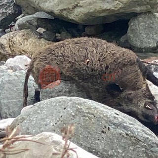 Carcassa di cinghiale nel letto del fiume Corsaglia a Frabosa Soprana