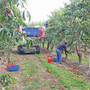 Frutta estiva in Granda, segnali positivi dal comparto: in difficoltà il settore del biologico