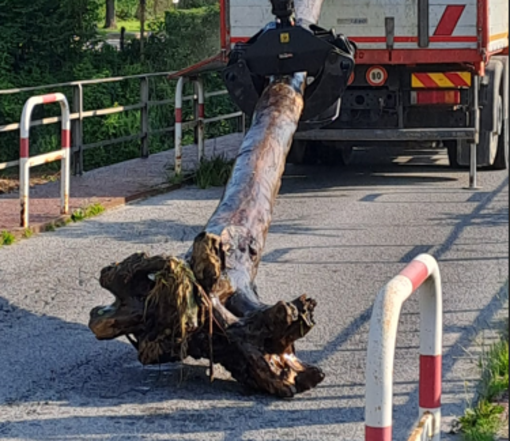 Maltempo, a Mondovì avviata la pulizia dell'Ellero per la rimozione dei detriti