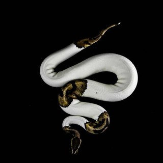 Le specie di serpenti non velenosi ideali come animali domestici