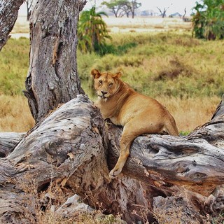 Safari in Tanzania: qual è il periodo migliore?