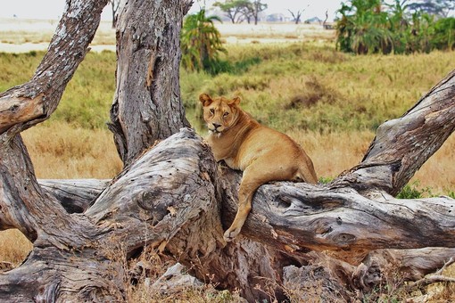 Safari in Tanzania: qual è il periodo migliore?