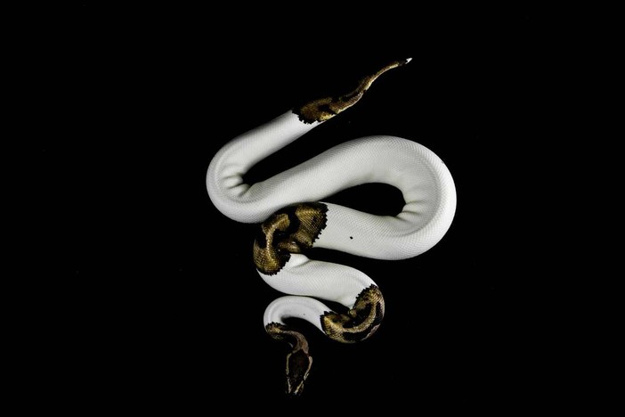 Le specie di serpenti non velenosi ideali come animali domestici