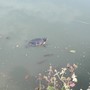 &quot;Qualcuno ha svuotato l'acquario&quot;: tartarughe abbandonate nelle acque del laghetto al parco Parri di Cuneo