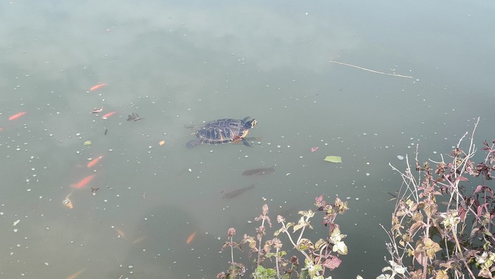 &quot;Qualcuno ha svuotato l'acquario&quot;: tartarughe abbandonate nelle acque del laghetto al parco Parri di Cuneo