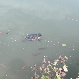 &quot;Qualcuno ha svuotato l'acquario&quot;: tartarughe abbandonate nelle acque del laghetto al parco Parri di Cuneo