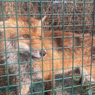 Una volpe tra le vie di Pianfei: l'animale è stato catturato, sta bene e sarà rimesso in natura