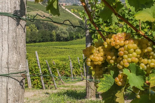 Export, spumante batte champagne: in Granda cresce la produzione di vini di alta qualità