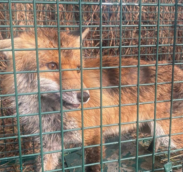 Una volpe tra le vie di Pianfei: l'animale è stato catturato, sta bene e sarà rimesso in natura