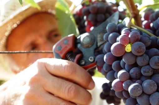 Vendemmia 2024, si stima una produzione di 41 milioni di ettolitri in Italia