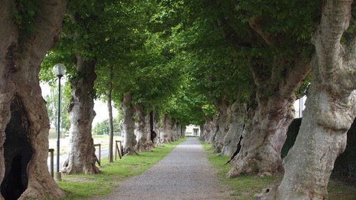 Il viale dei platani a Cherasco