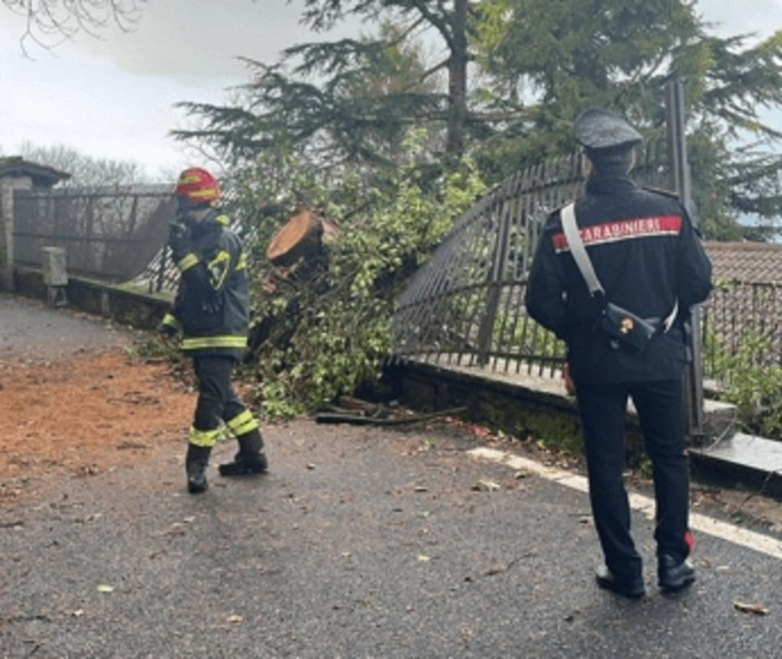 Maltempo Roma, albero cade a Rocca di Papa: niente feriti ma danni a auto